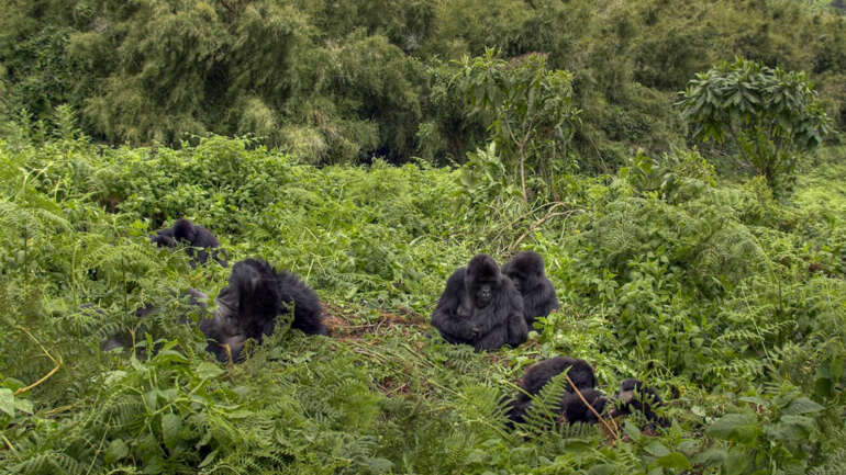 What Is the Best Time to Visit Virunga Gorillas?