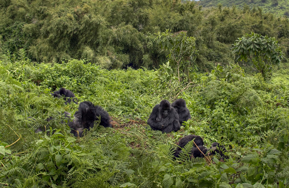 What Is the Best Time to Visit Virunga Gorillas?