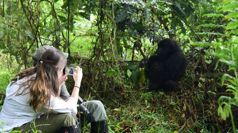 How Difficult Is Gorilla Trekking?